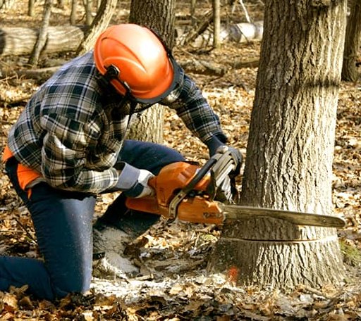 Tree Removal in Roosevelt, OK